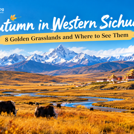 Golden autumn grasslands with snow mountains and Tibetan scenery in western Sichuan, China