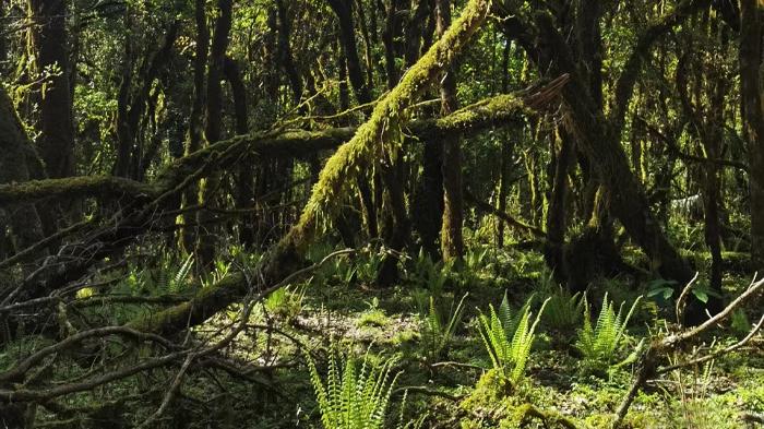 Bomi and Motuo in Autumn: A Journey Through Tibet’s Forests, Snow Mountains and Rainforests
