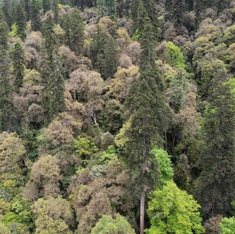 Bomi and Motuo in Autumn: A Journey Through Tibet’s Forests, Snow Mountains and Rainforests