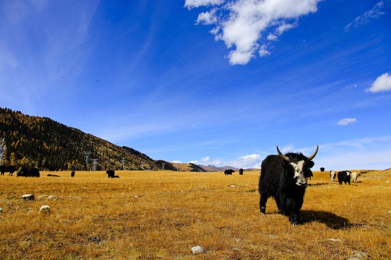 Autumn in Western Sichuan: 8 Golden Highland Grasslands & Where to Visit