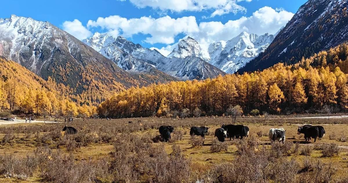 Autumn in Western Sichuan: 8 Golden Highland Grasslands & Where to Visit
