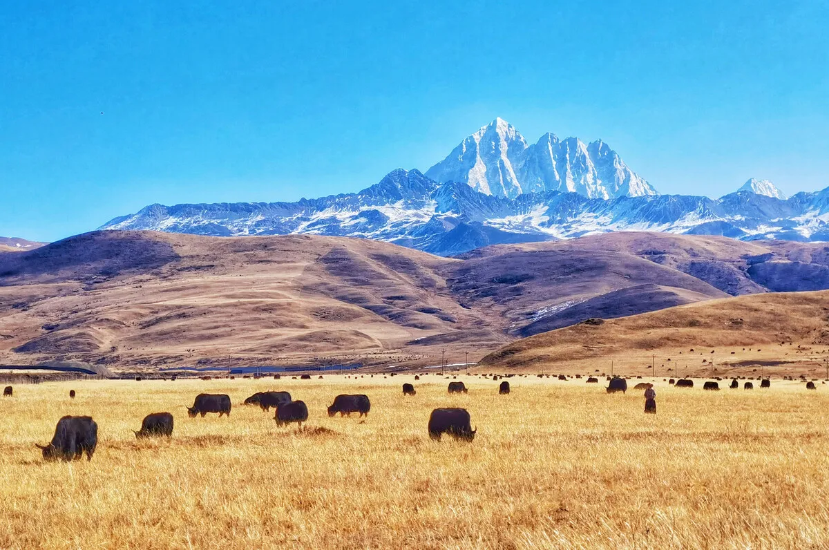 Autumn in Western Sichuan: 8 Golden Highland Grasslands & Where to Visit