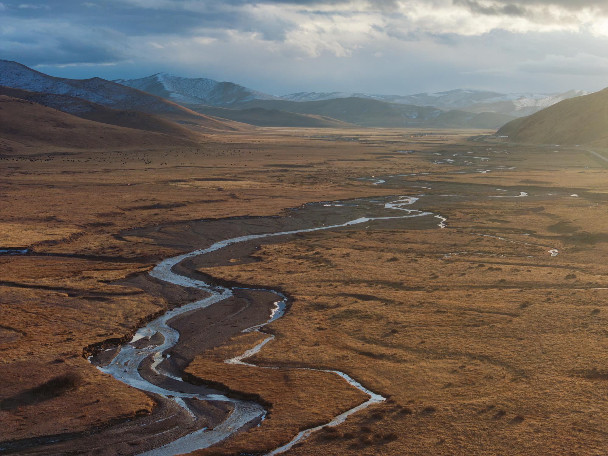 Aerial View of Winding River and Grazing Yaks on Golden Autumn Grassland at Sunset, Sichuan Plateau, China