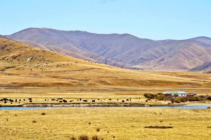Autumn in Western Sichuan: 8 Golden Highland Grasslands & Where to Visit