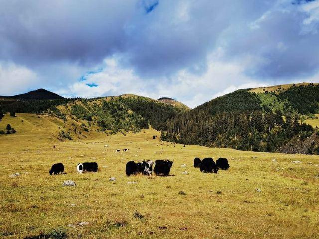 Autumn in Western Sichuan: 8 Golden Highland Grasslands & Where to Visit