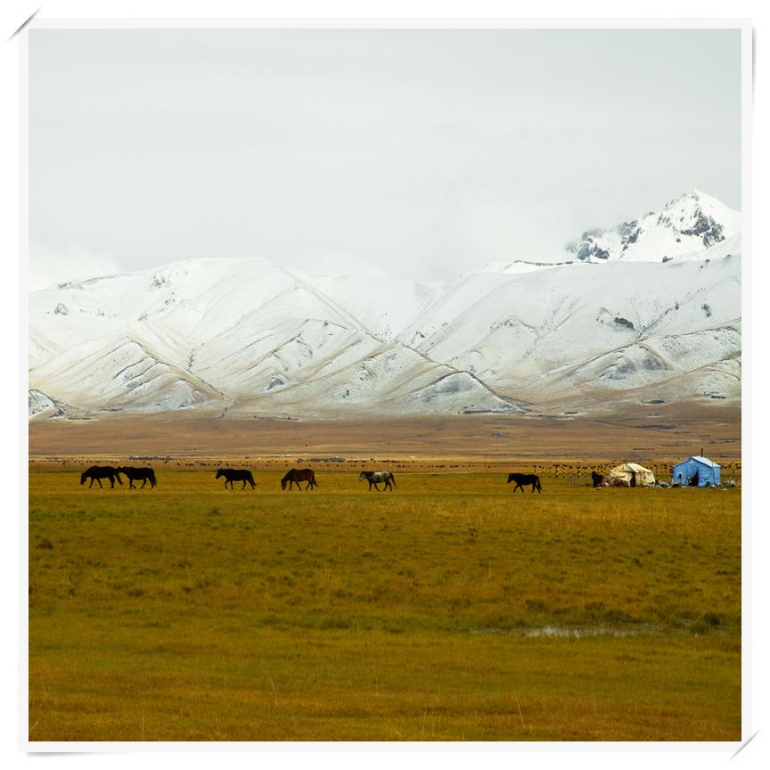 Autumn in Western Sichuan: 8 Golden Highland Grasslands & Where to Visit